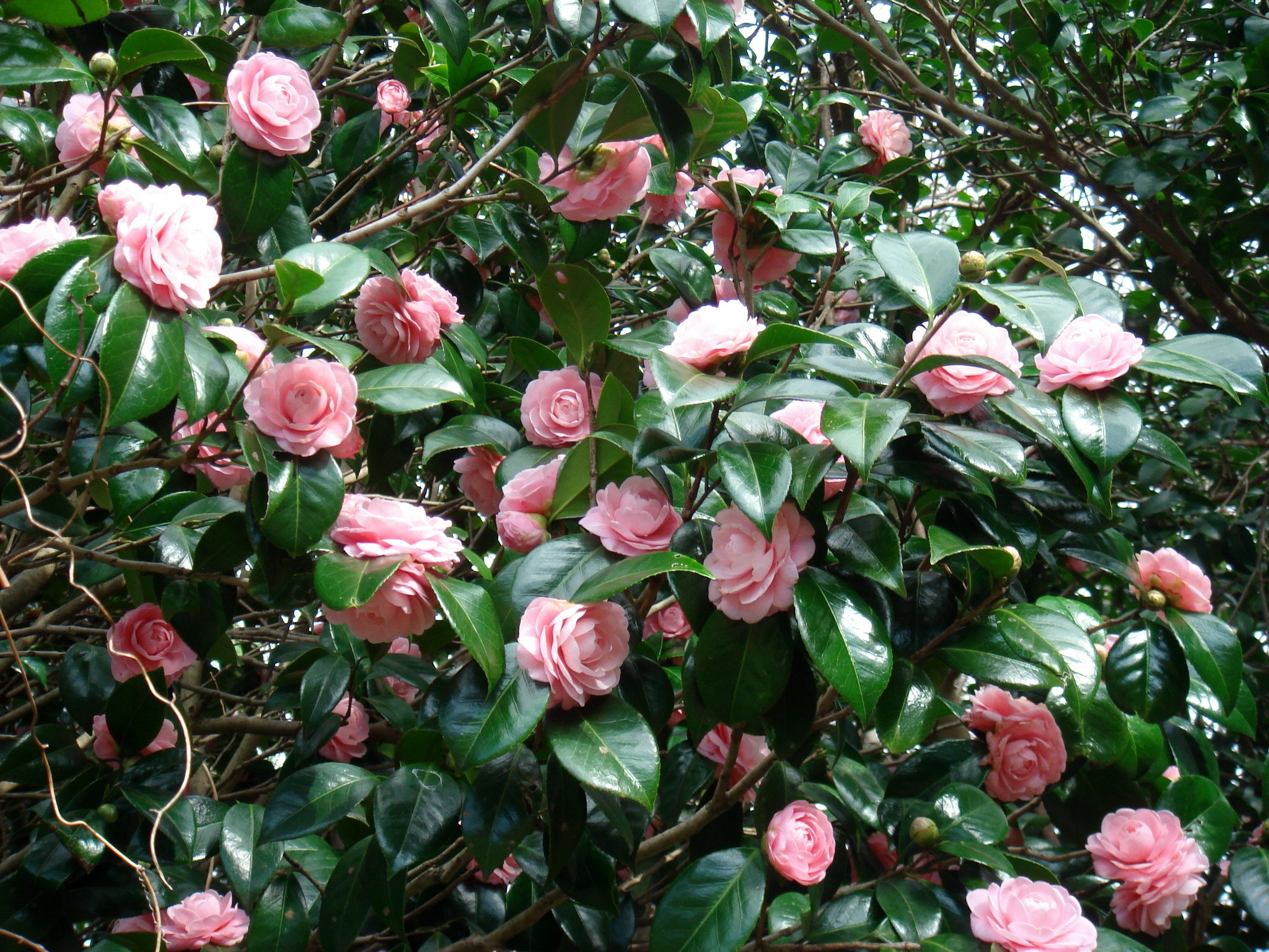 Camellia japonica L. subsp. rusticana (Honda) Kitamura cv. Otometsubaki